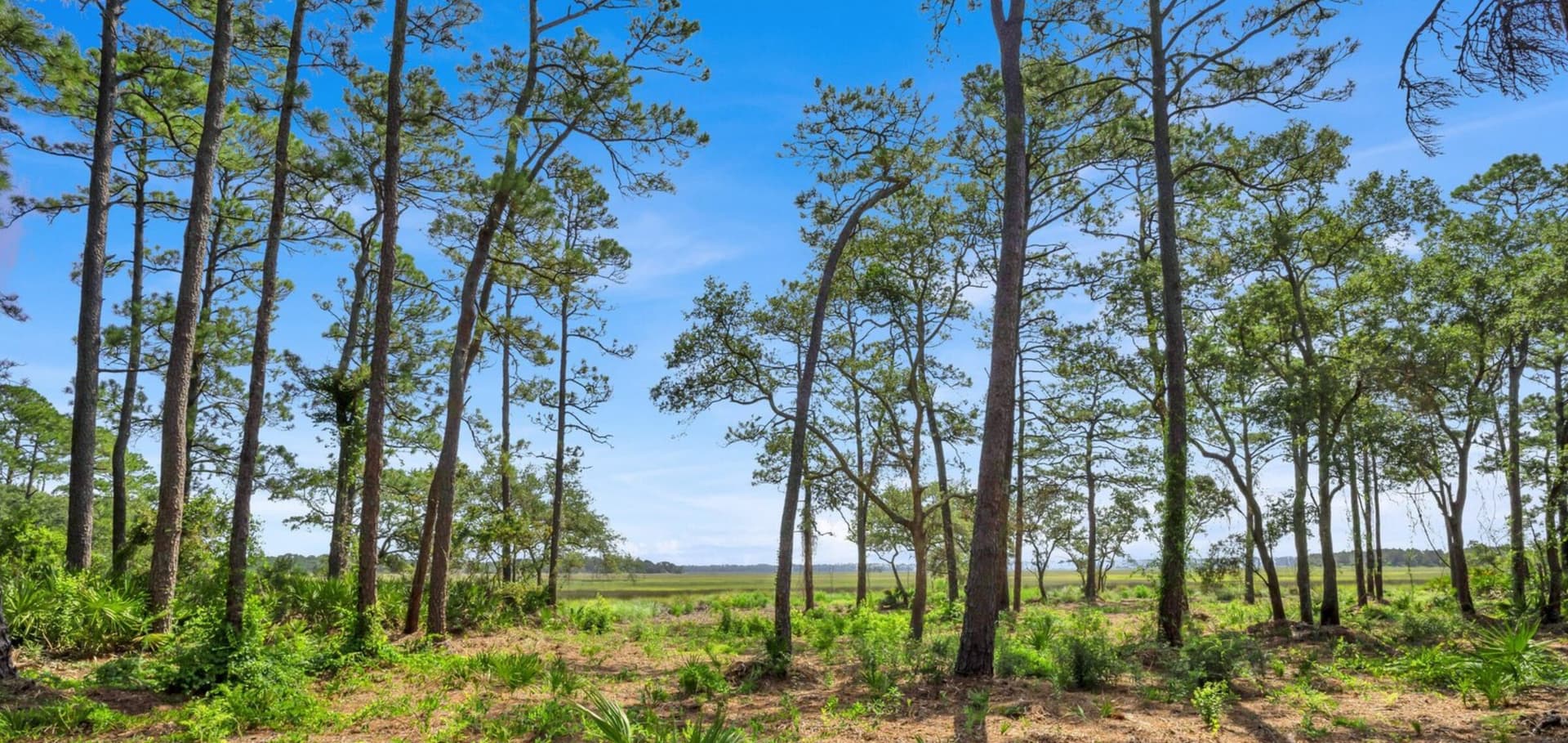 Tall slash pines opening onto the salt marsh at Wardwells on Black Hammock Island, Jacksonville