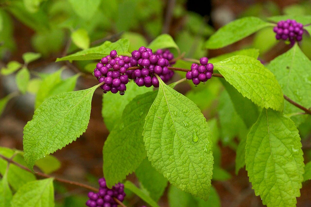 Beautyberry, Callicarpa americana