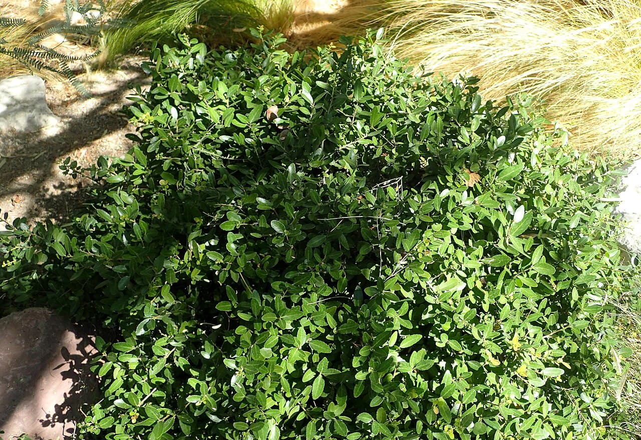 Dwarf Yaupon, Ilex vomitoria ‘Schillings’