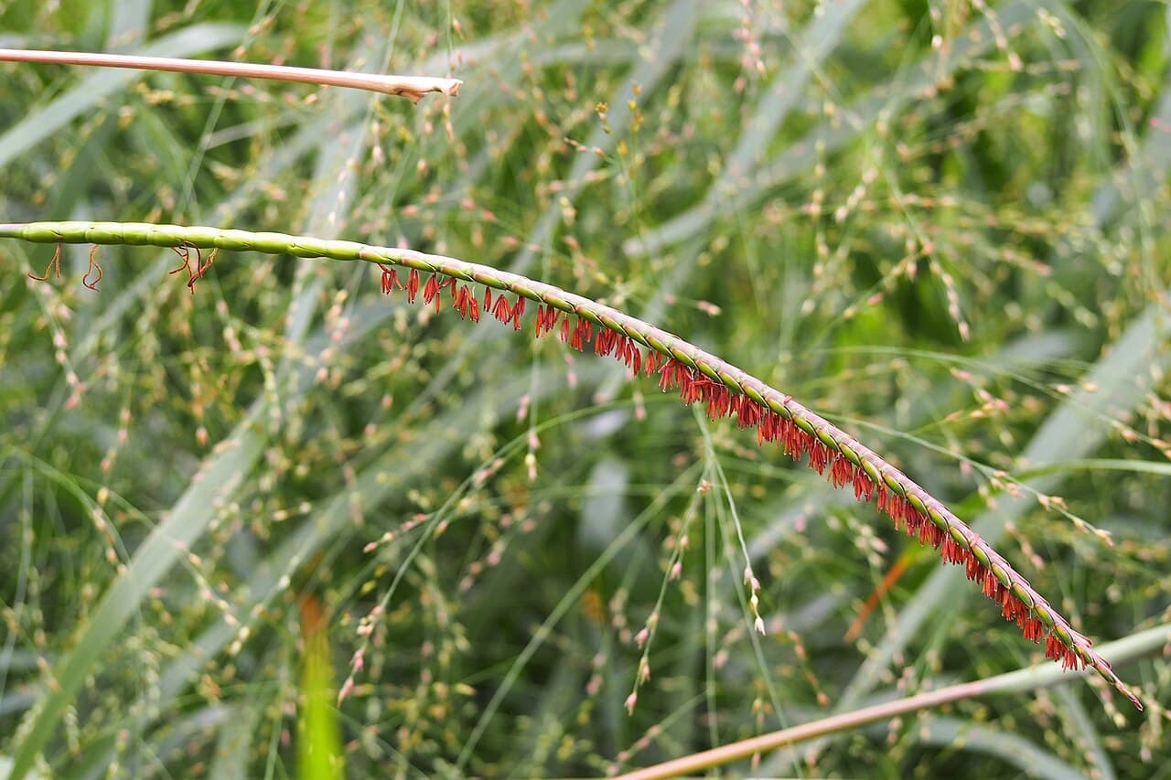 Fakahatchee Grass, Tripsacum dactyloides