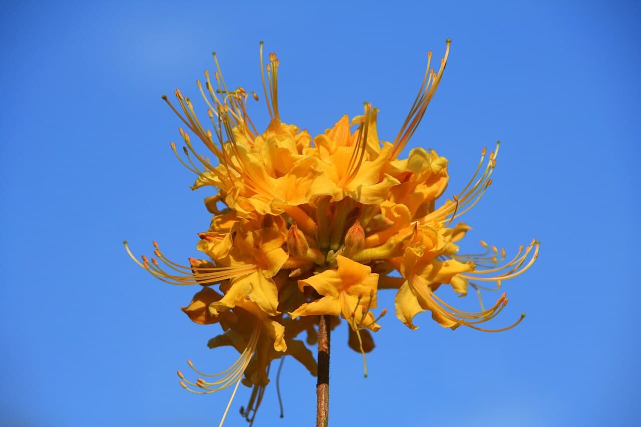 Native Azaleas, Rhododendron austrinum