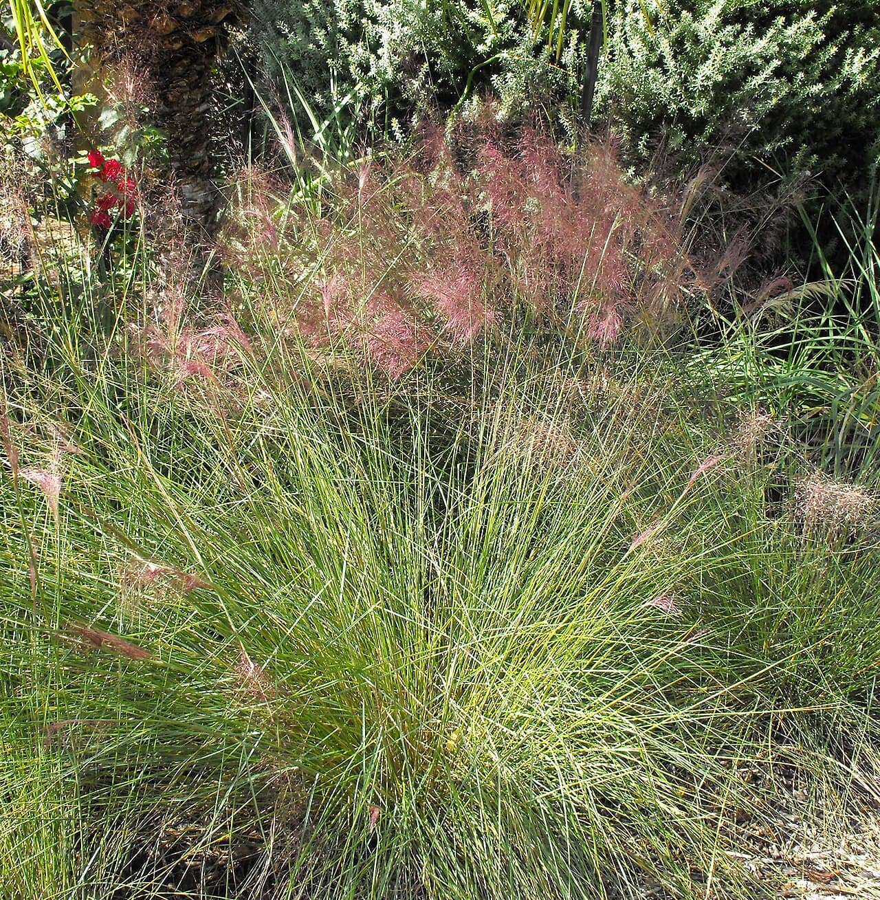 Pink Muhly, Muhlenbergia capillaris