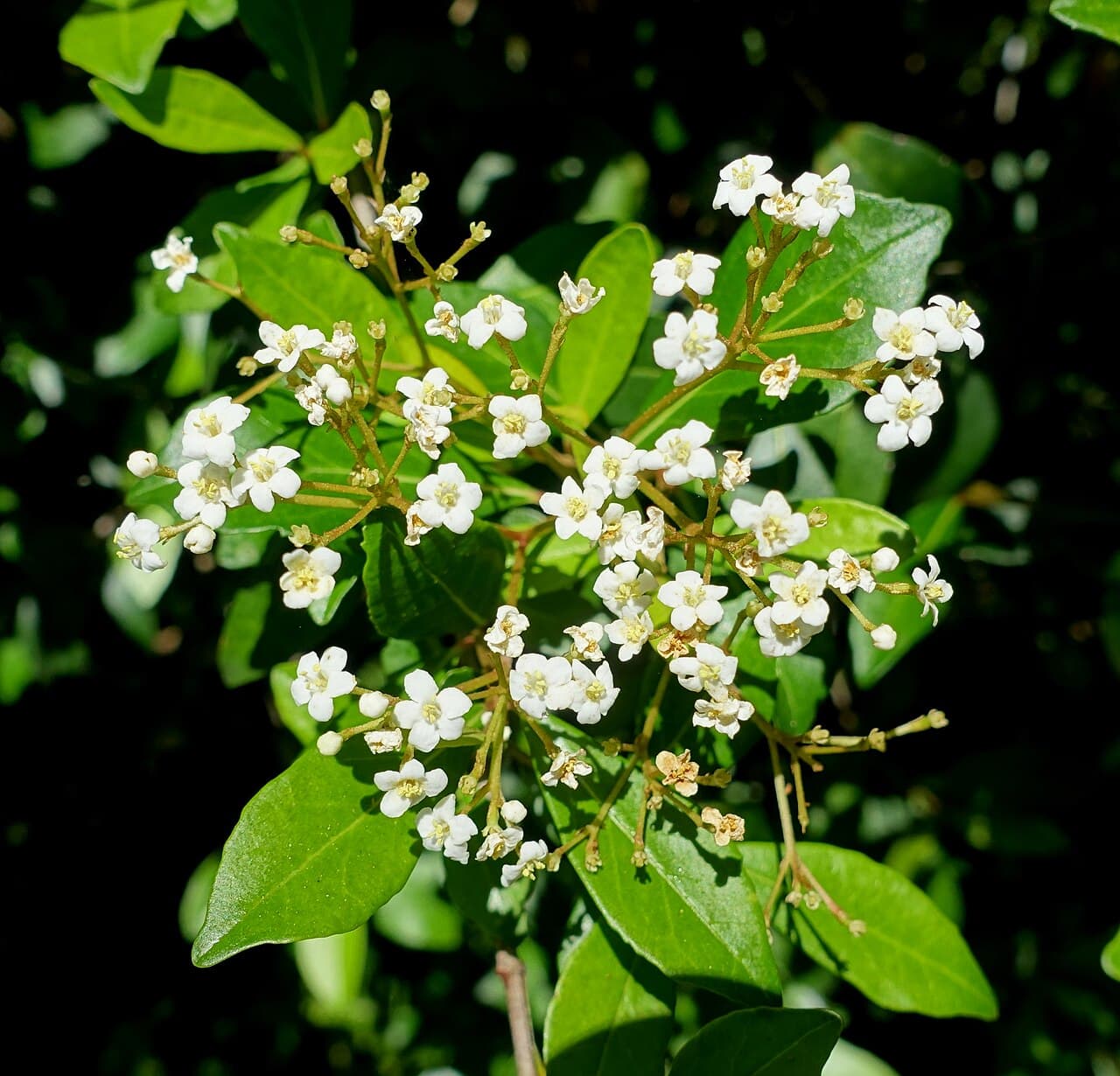 Walter’s Viburnum, Viburnum obovatum